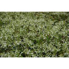 Euphorbia Stardust White Sparkle 17cm