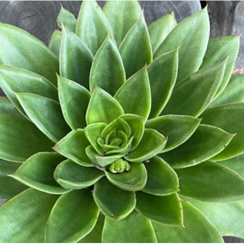 Echeveria Star Green 17cm