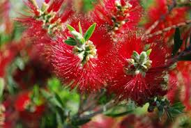 Callistemon Saint Mary Mackillop 200mm