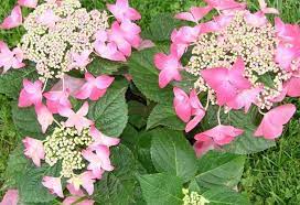 Hydrangea Strawberries & Cream