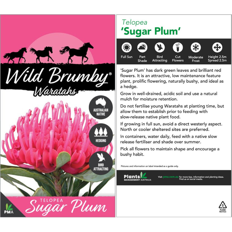 Telopea Wild Brumby Sugar Plum 175mm
