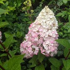 Hydrangea Sundae Fraise 330mm