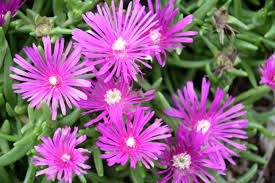 Delosperma Sunflare 140mm 2