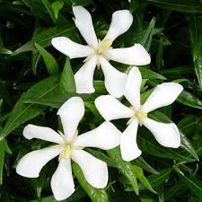 Gardenia Super Star 17cm