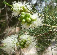 Melaleuca Rhaphiophylla 5lt