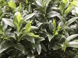 Sarcococca Sweet Box 140mm