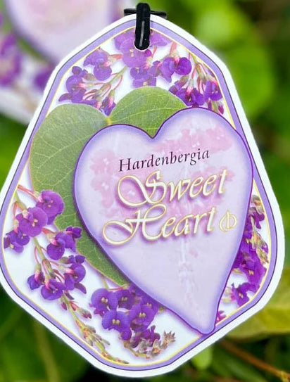 Hardenbergia Sweet Heart 140mm