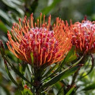 Leucospermum Tango 175mm