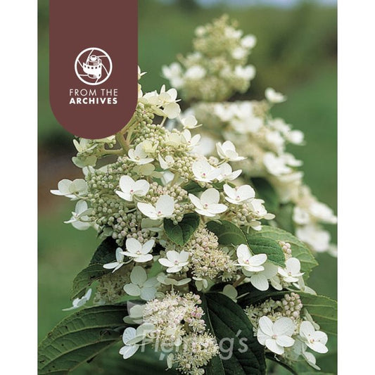 Hydrangea Paniculata Tardiva 200mm