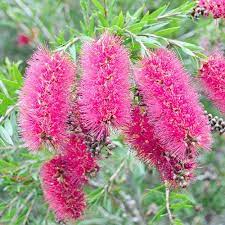 Callistemon Taree Pink 5lt