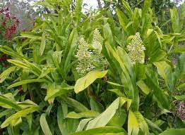Alpinia Glangal Thai Ginger 180mm
