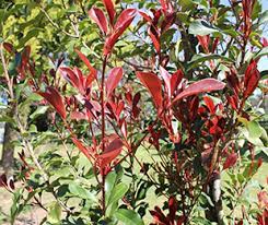 Photinia Thin Red 175mm