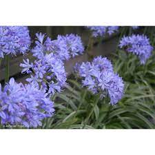 Agapanthus Thunder Storm 17cm