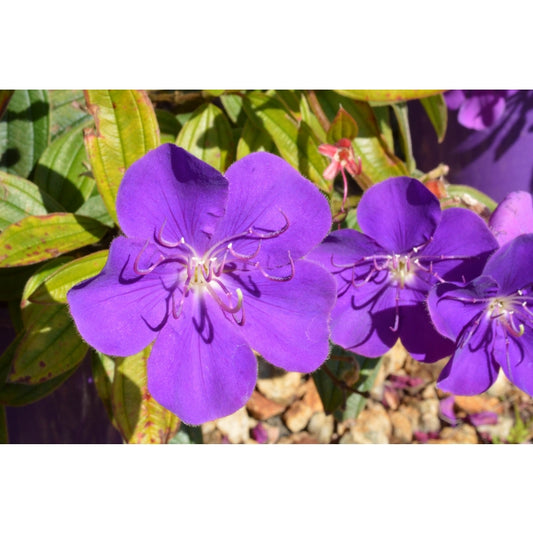 Tibouchina Jules 170mm