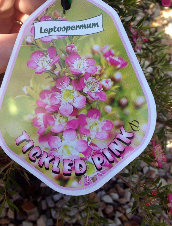 Leptospermum Tickled Pink 175mm