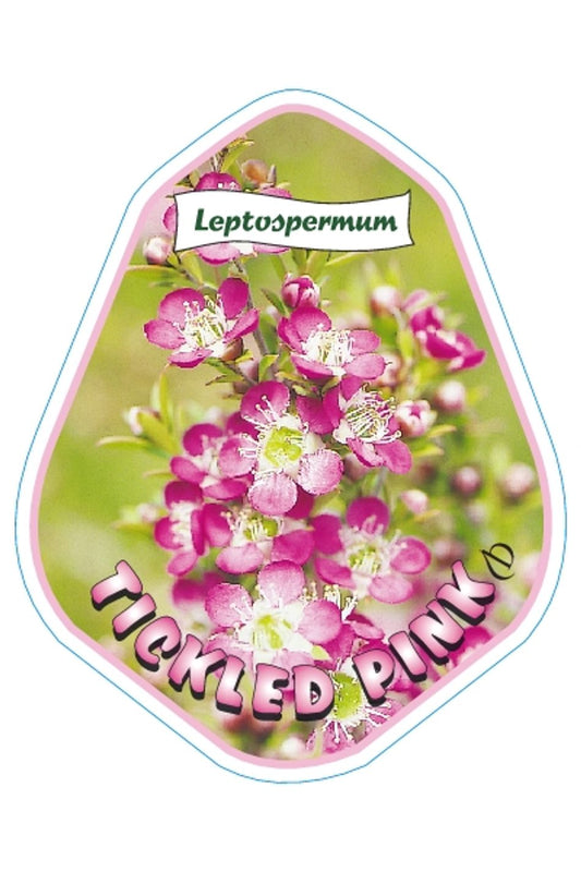 Leptospermum Tickled Pink 140mm