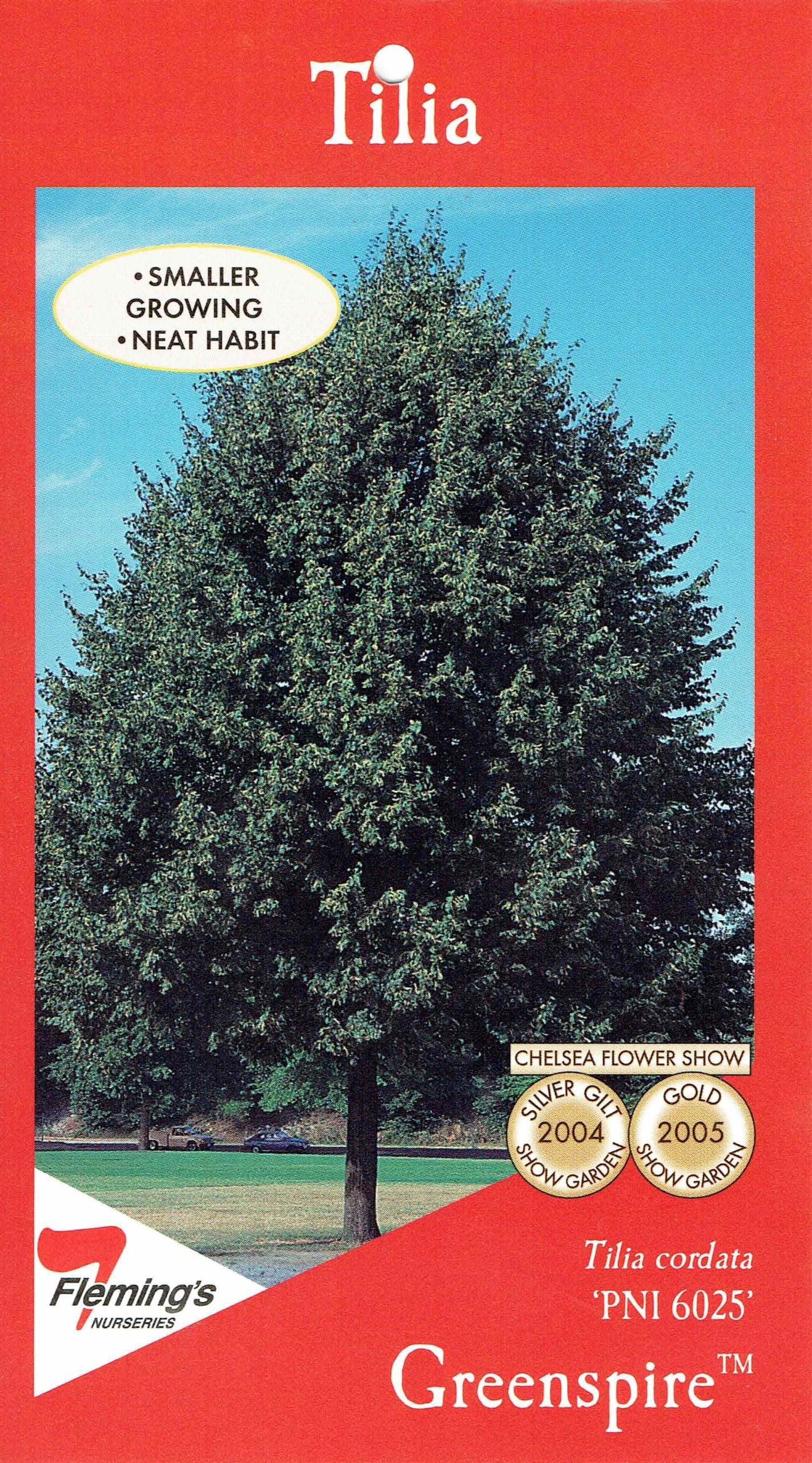 Tilia Cordata Linden Tree bare root