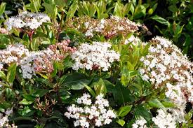 Viburnum Laurustinus Tinus 250mm