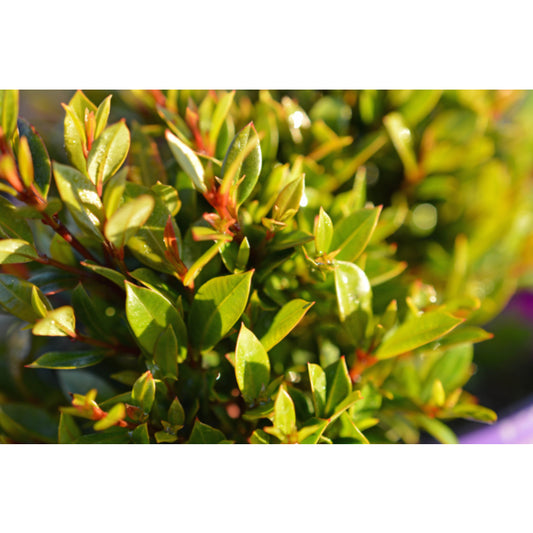 Syzygium Tiny Trev 14cm
