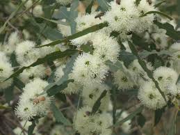 Eucalyptus Todtiana 200mm