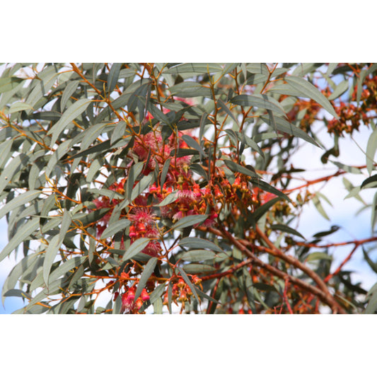 Eucalyptus Torquata 5lt