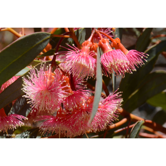 Eucalytpus Torwood 30lt