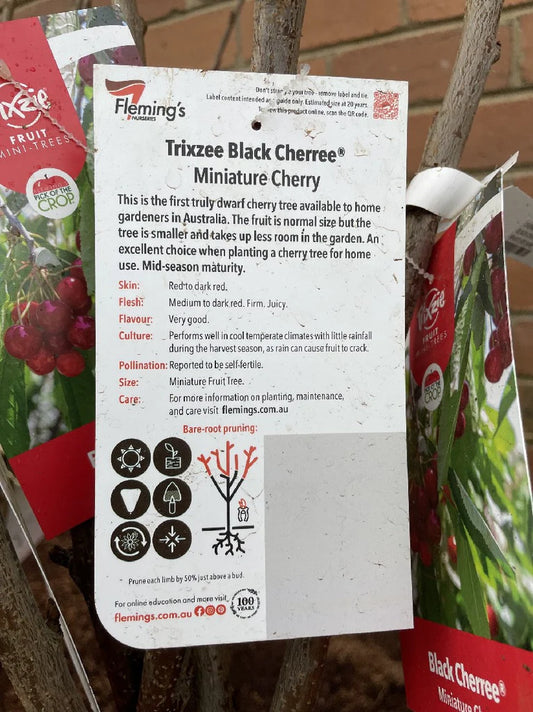 Cherry Trixzie Black 30lt
