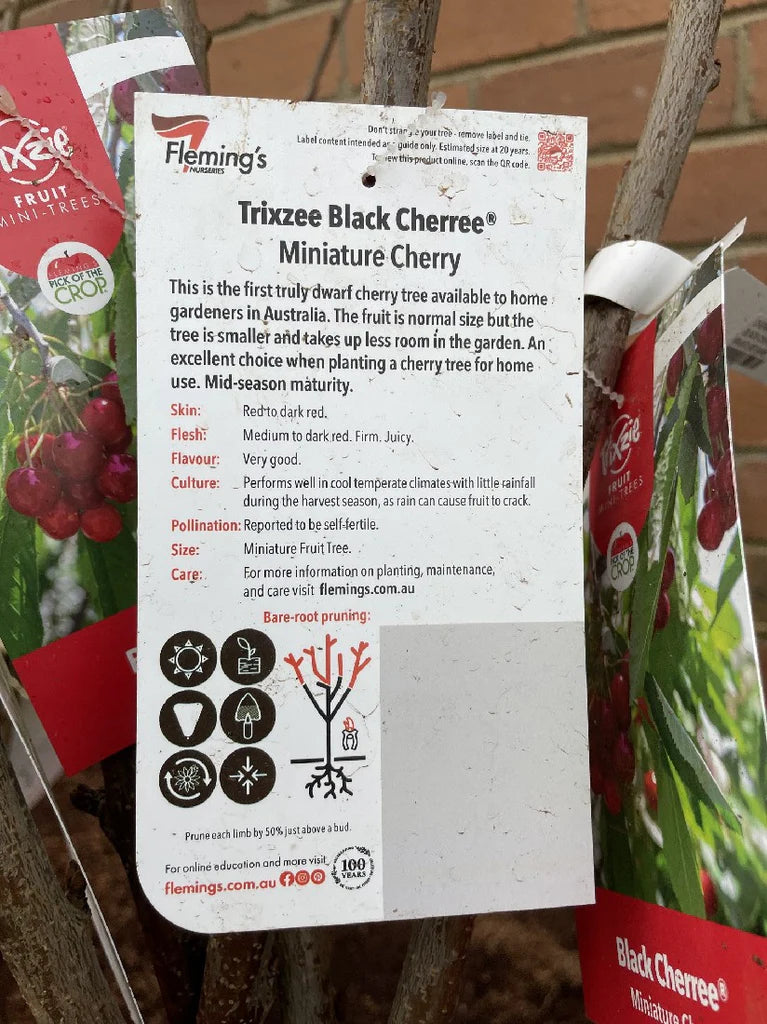 Cherry Trixzie Black