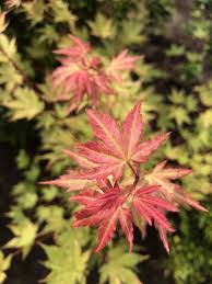 Acer Truncatum Shantung Maple 20cm