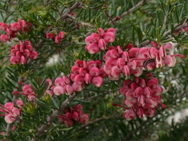 Grevillea Tuckertime Fruitbox 14cm