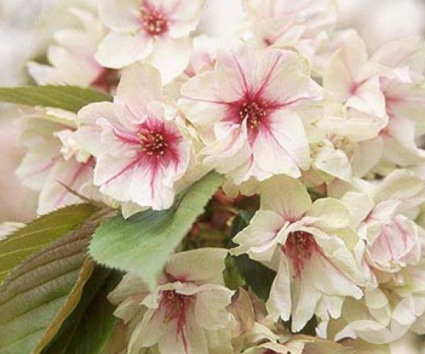 Ukon Flowering Cherry 30lt