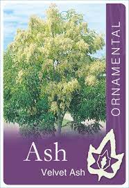 Velvet Ash 50lt