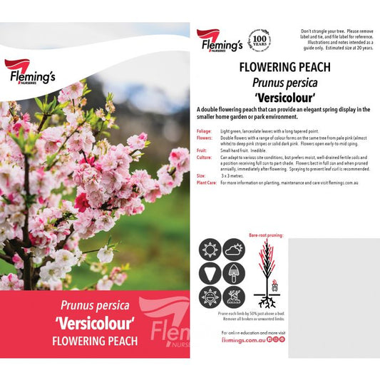 Versicolor Flowering peach bare root