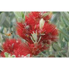 Metrosideros Excelsa Vibrance 50lt