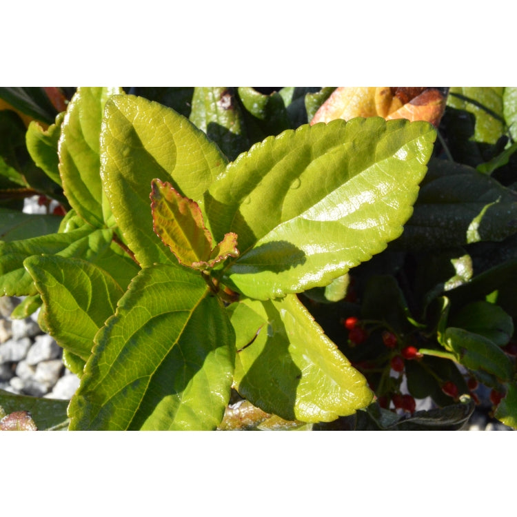 Viburnum Suspensum 5lt