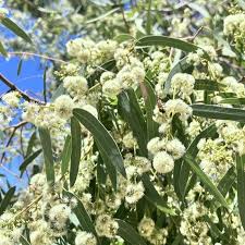 Eucalyptus Victrix 18lt