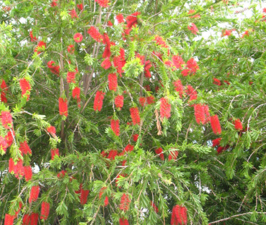 Callistemon Viminalis Prolific 200mm