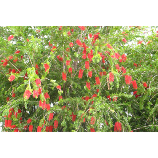 Callistemon Viminalis Prolific 30lt