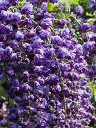 Wisteria Floribunda Violacea Plena 140mm