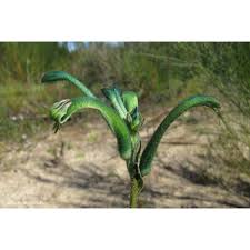 Anigozanthos Viridus 13cm