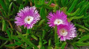 Carpobrotus Virescens