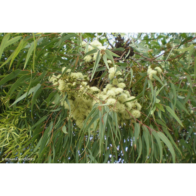 Eucalytpus Wandoo 30lt
