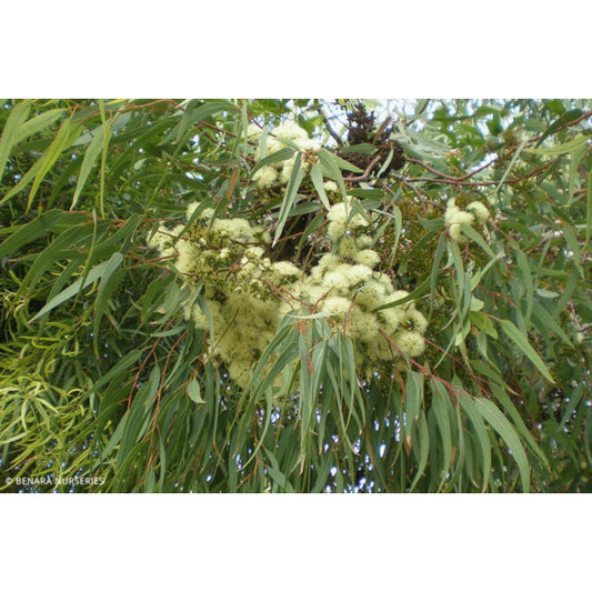 Eucalytpus Wandoo 30lt