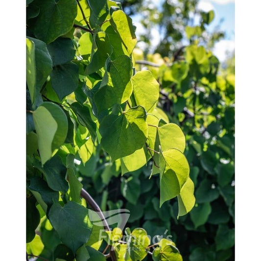 Weeping Cercis bare root