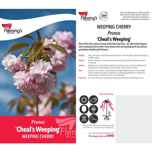 Prunus Cheal's Weeping Cherry 70lt