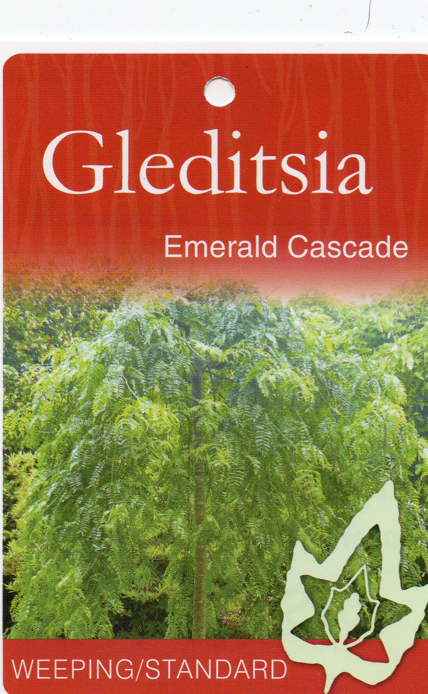 Weeping Emerald Cascade bare root