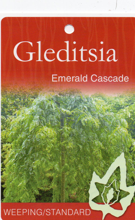 Weeping Emerald Cascade bare root