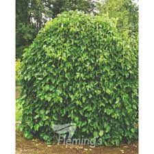 Morus Alba Weeping Mulberry 70lt