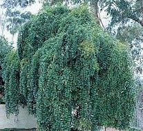 Weeping Sophora