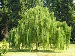 Weeping Willow 30lt